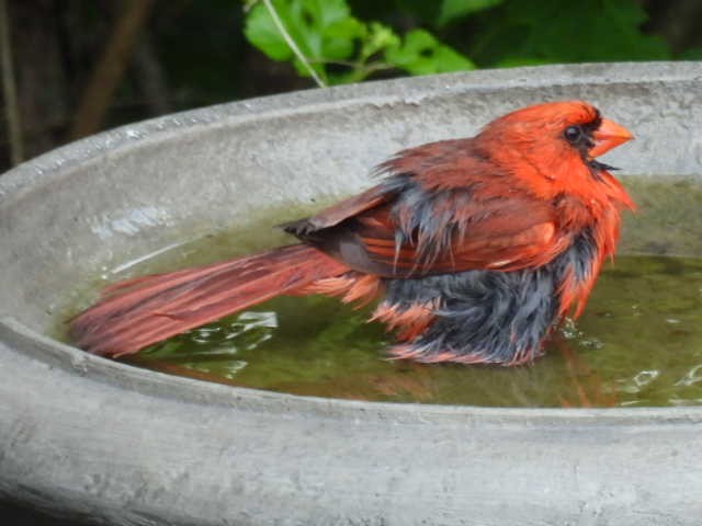 Northern Cardinal - ML620877287