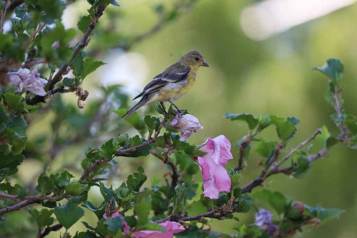 Lesser Goldfinch - ML620877289