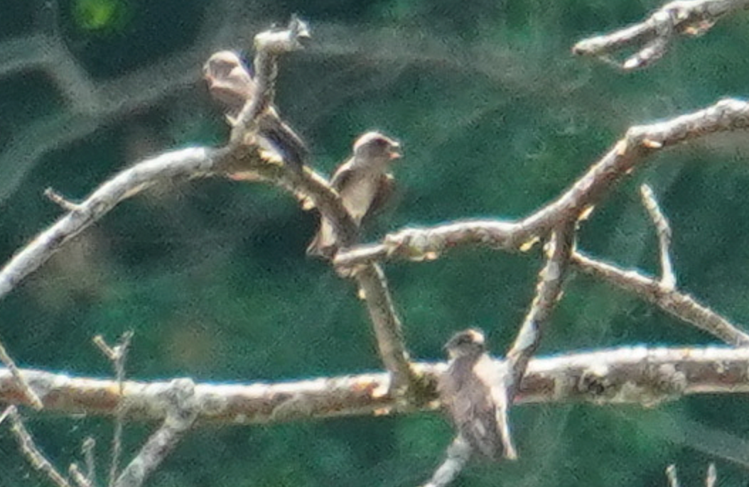 Golondrina Aserrada - ML620877290