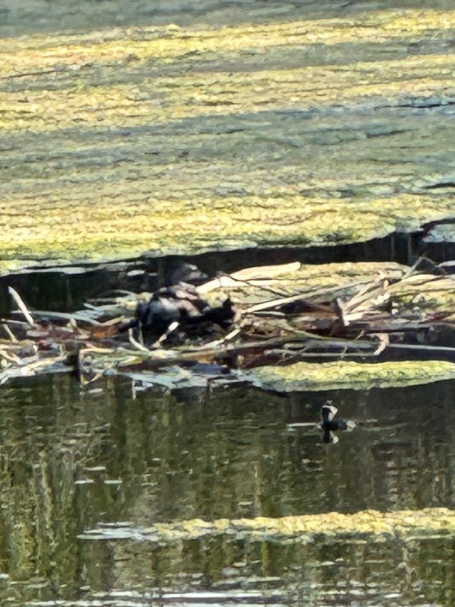 Pied-billed Grebe - ML620877293