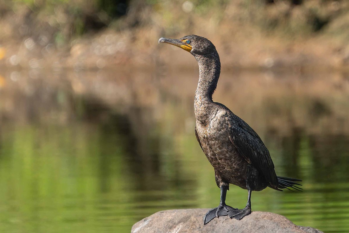 Double-crested Cormorant - Bill Wood
