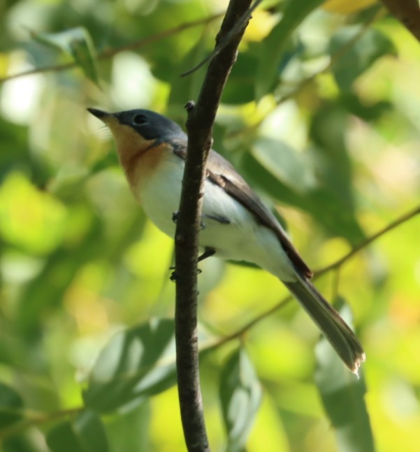 Leaden Flycatcher - ML620877297