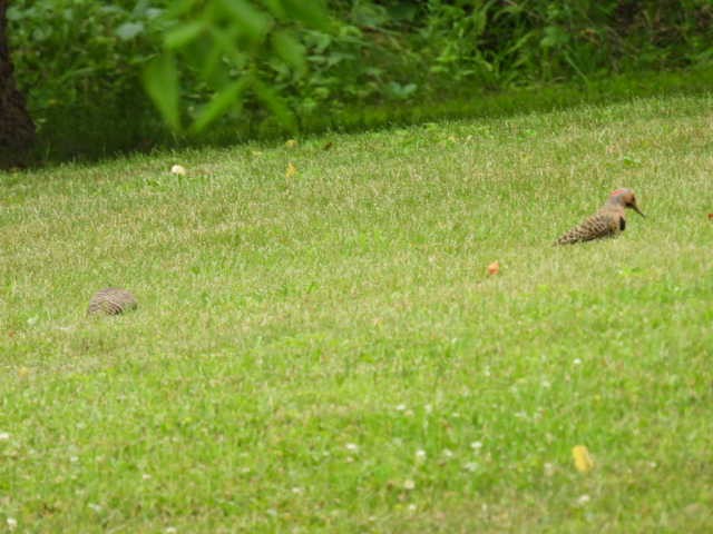 Northern Flicker - ML620877301