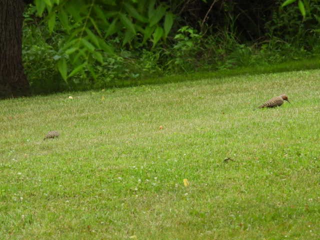 Northern Flicker - ML620877303