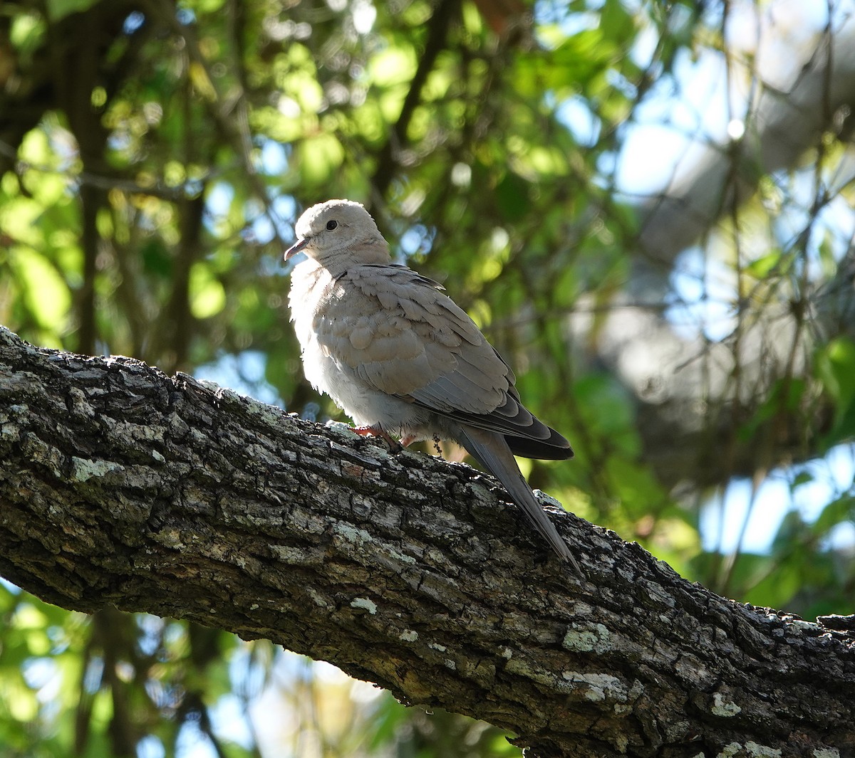 灰斑鳩 - ML620877309