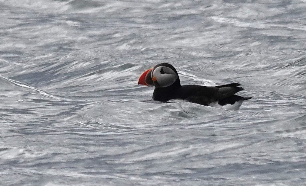 Atlantic Puffin - ML620877311