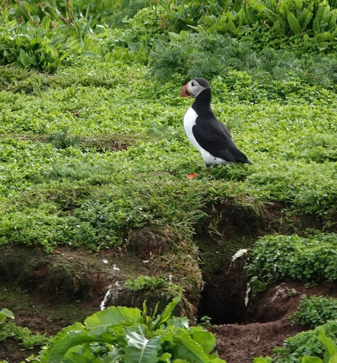 Atlantic Puffin - ML620877312