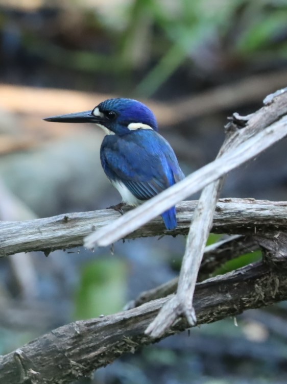Forest Kingfisher - ML620877318