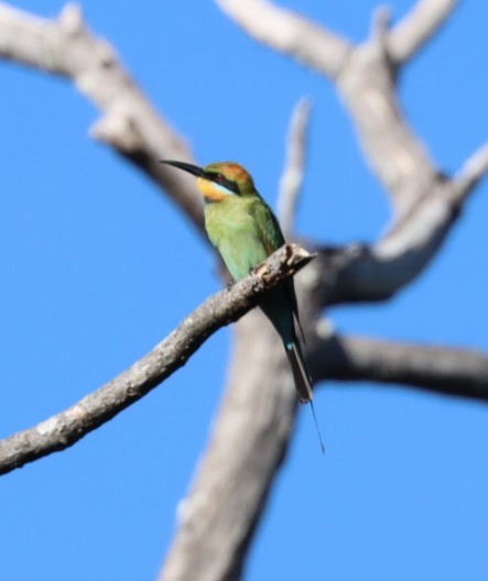 Rainbow Bee-eater - ML620877321