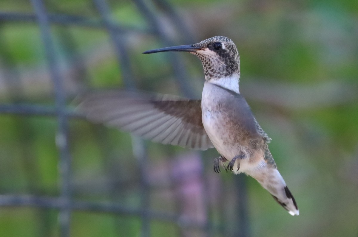 Black-chinned Hummingbird - ML620877322