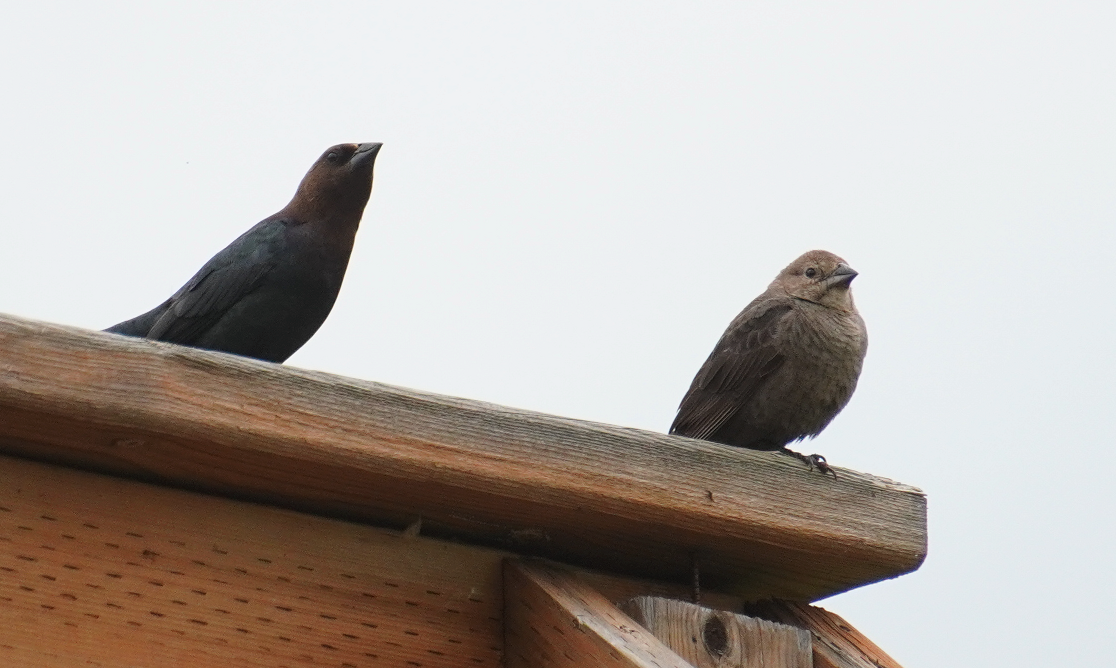 Brown-headed Cowbird - ML620877324