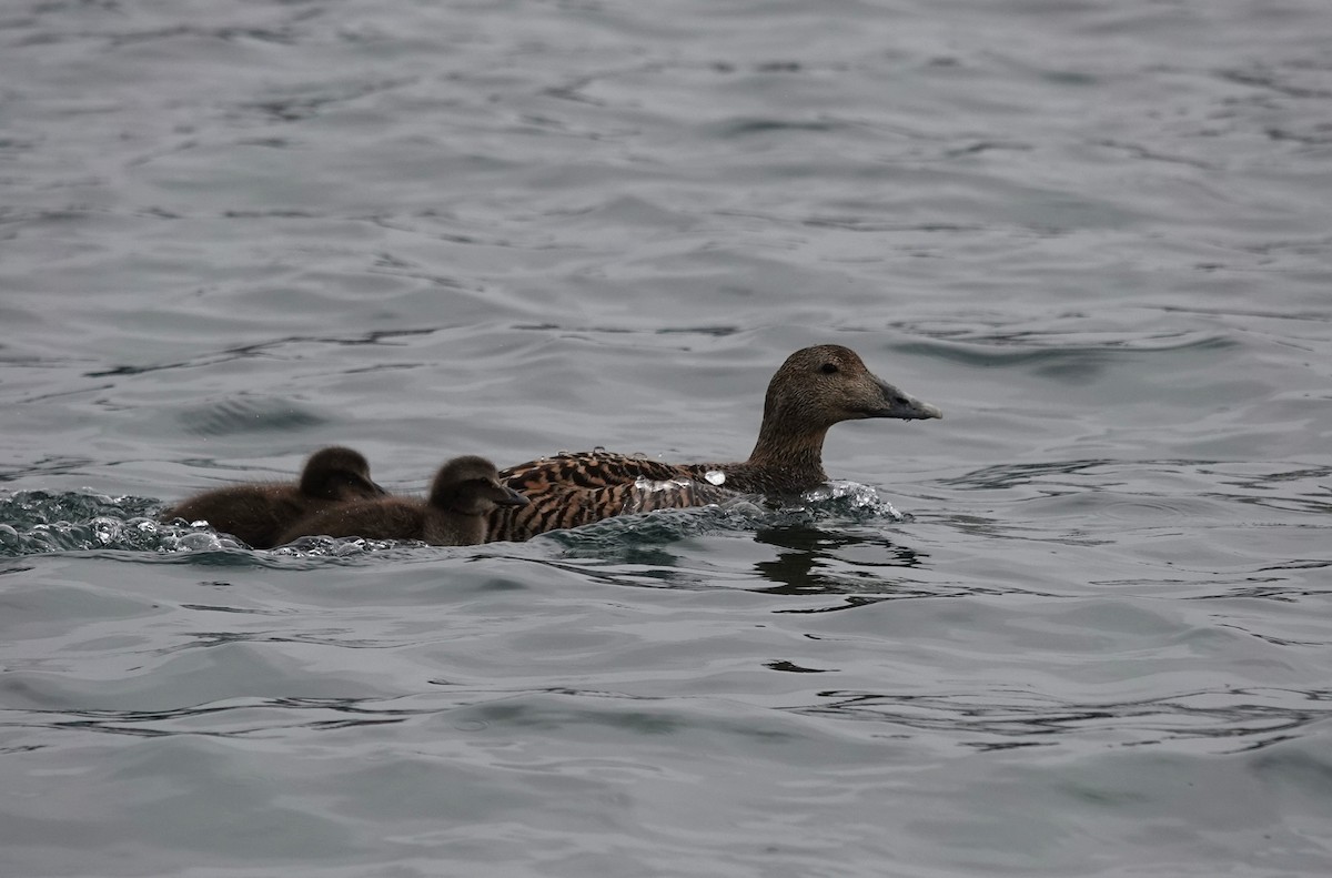 Common Eider - ML620877327