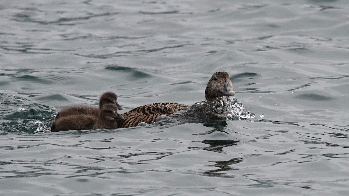 Common Eider - ML620877329