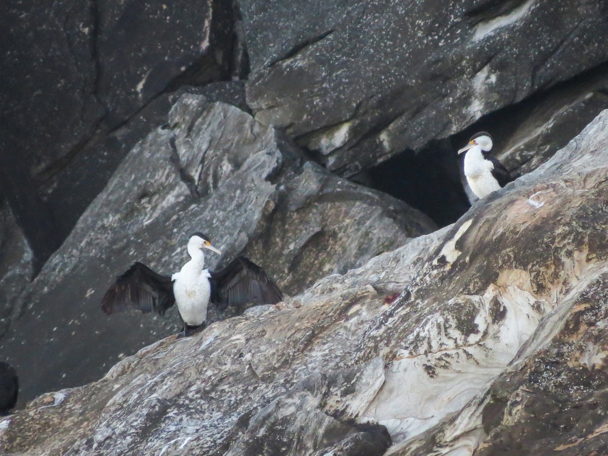 Pied Cormorant - ML620877330