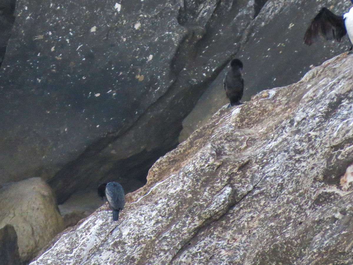 Little Black Cormorant - ML620877332