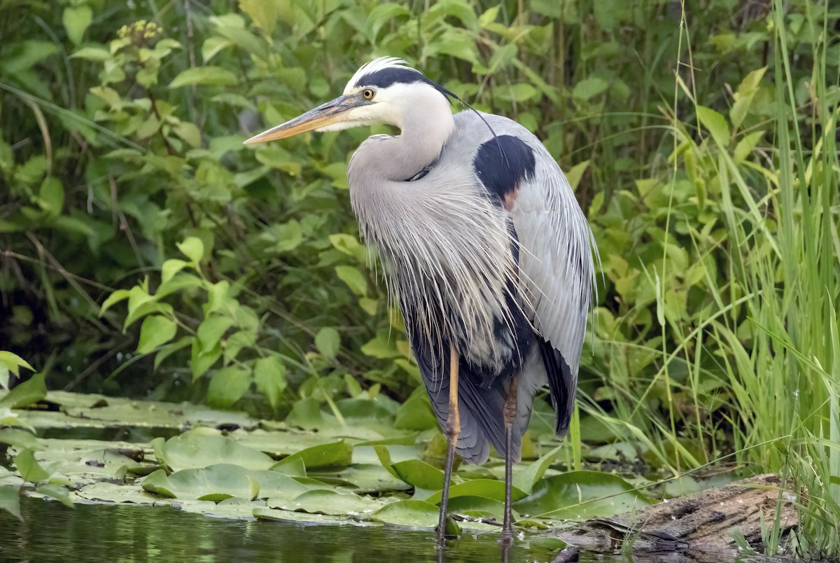 Great Blue Heron (Great Blue) - ML620877333