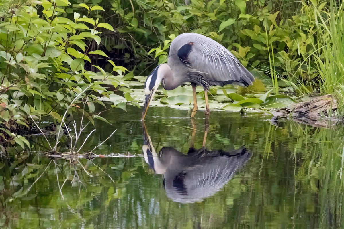 Great Blue Heron (Great Blue) - ML620877334