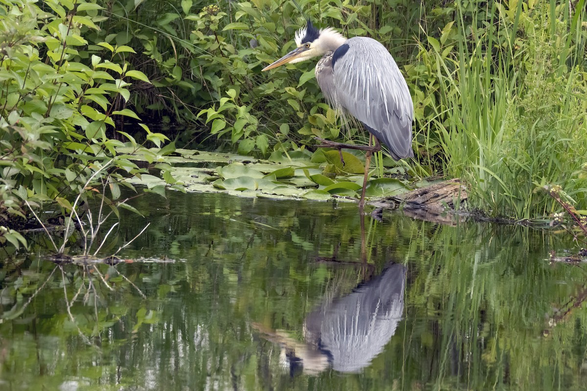 Great Blue Heron (Great Blue) - ML620877335