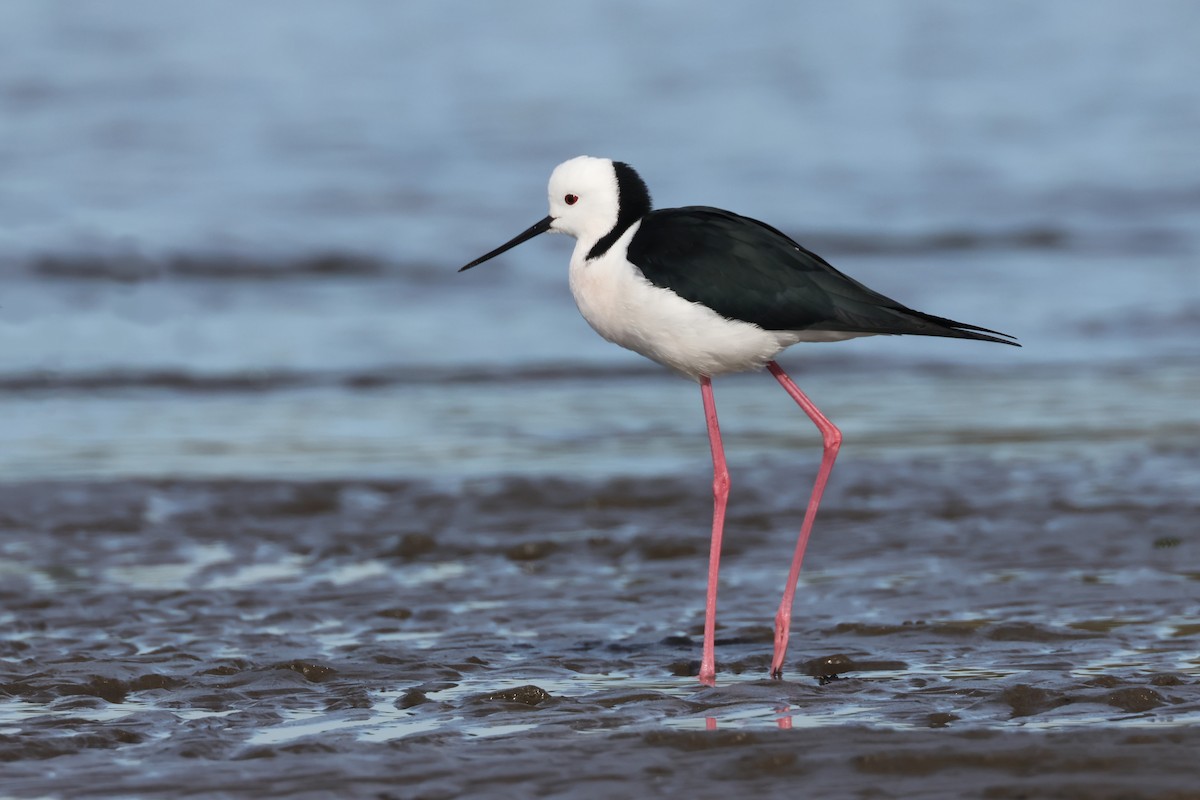 Pied Stilt - ML620877342