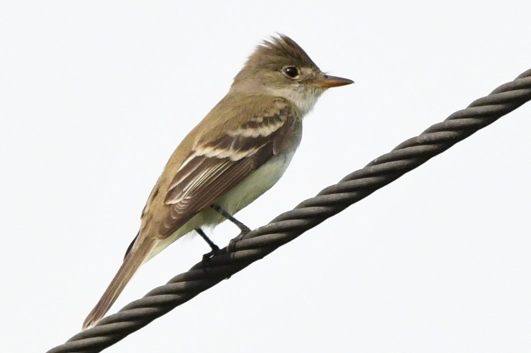 Alder Flycatcher - ML620877343