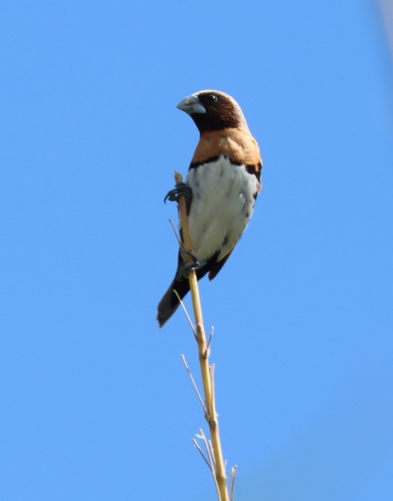 Chestnut-breasted Munia - ML620877344