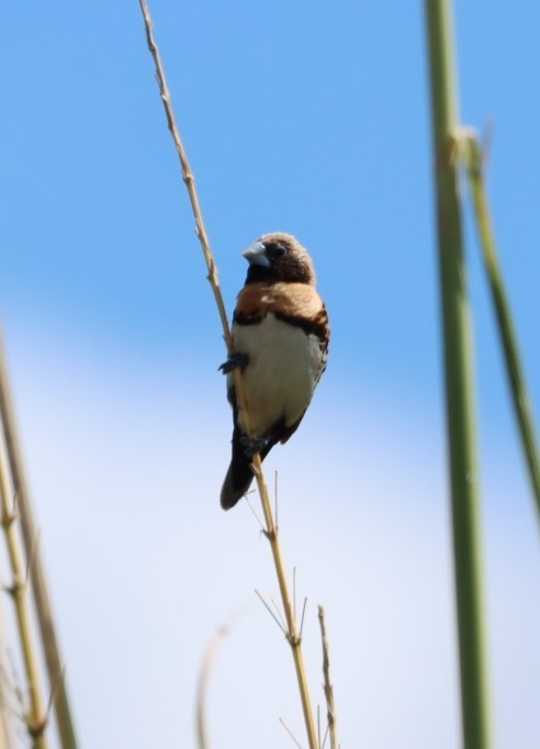 Chestnut-breasted Munia - ML620877346