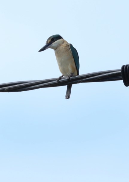 Sacred Kingfisher - ML620877350