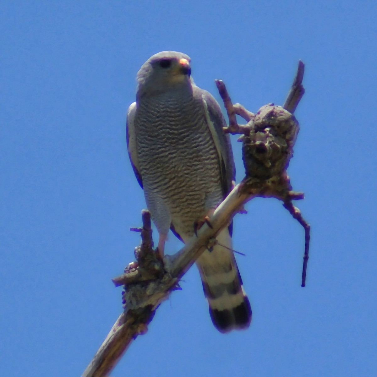 Gray Hawk - ML620877354