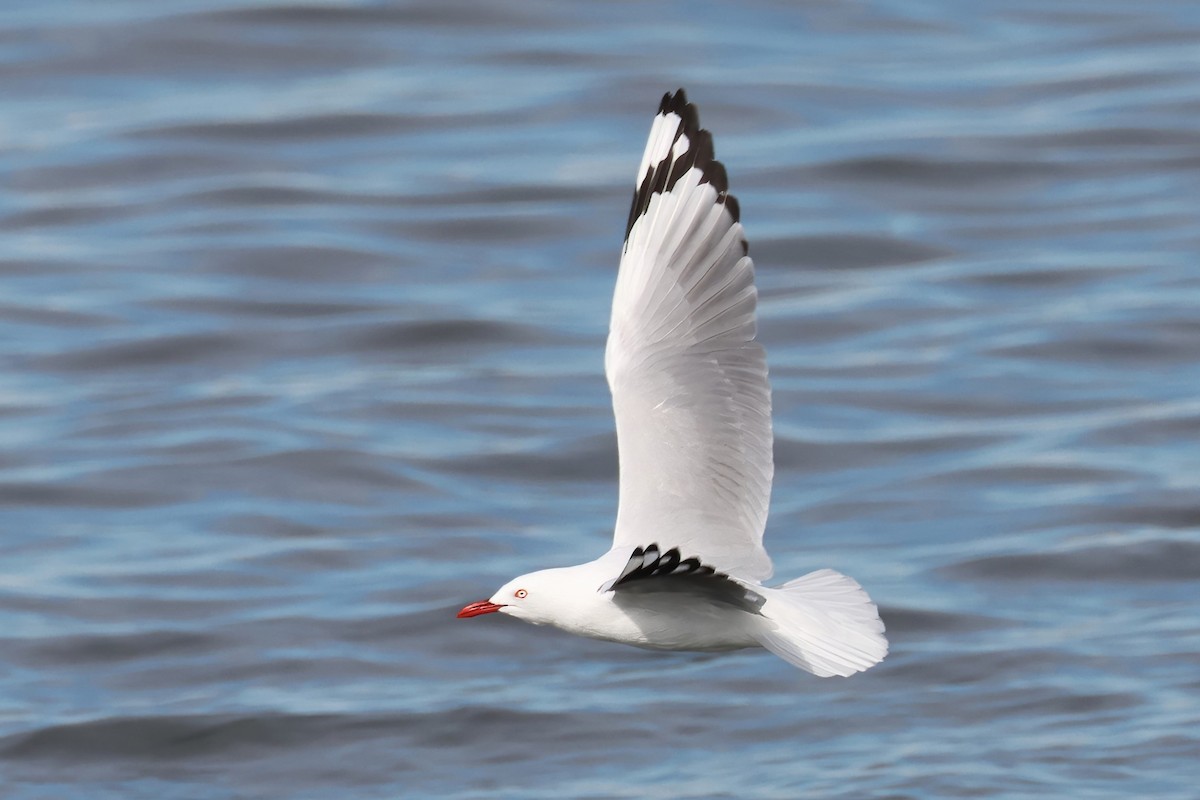 Silver Gull - ML620877355