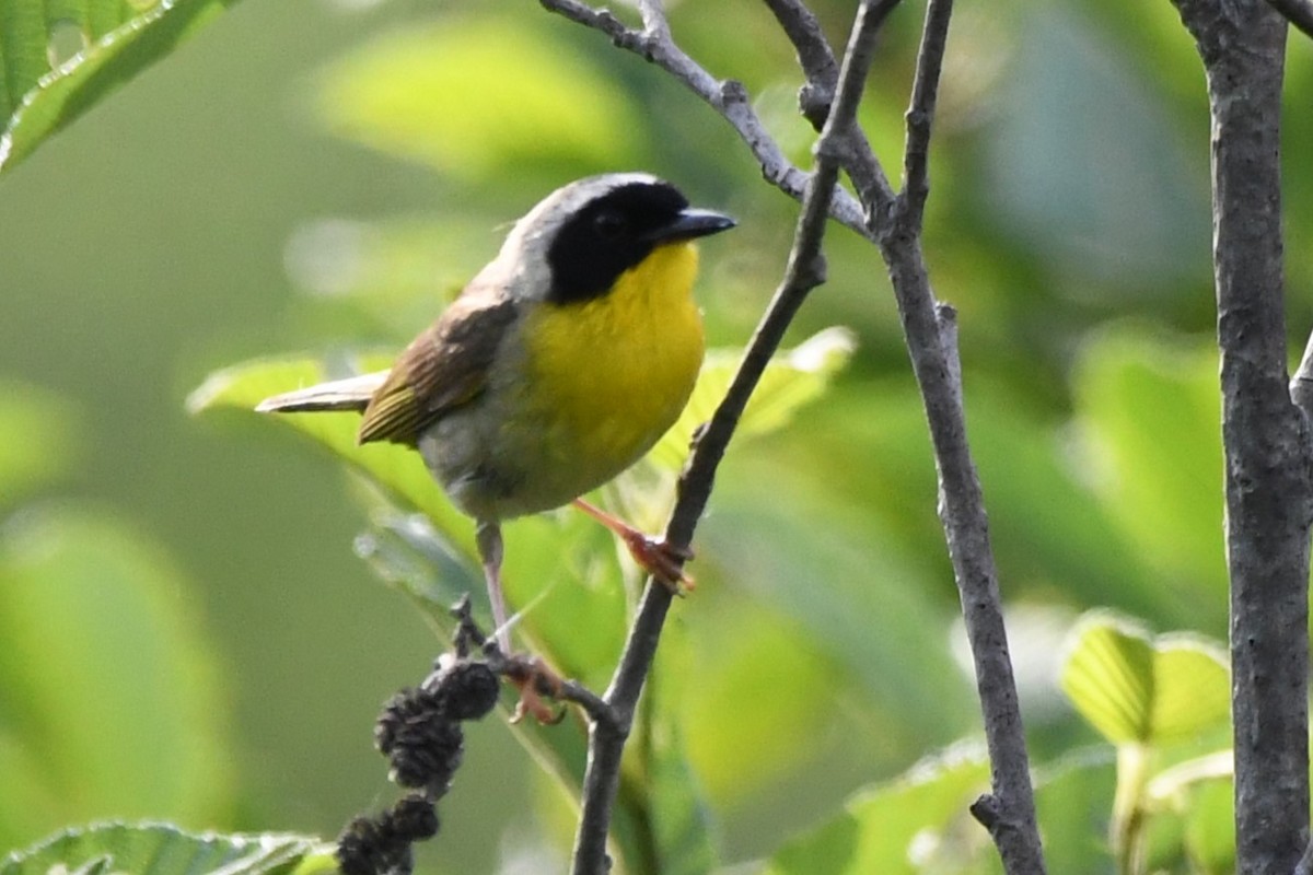 Common Yellowthroat - ML620877357