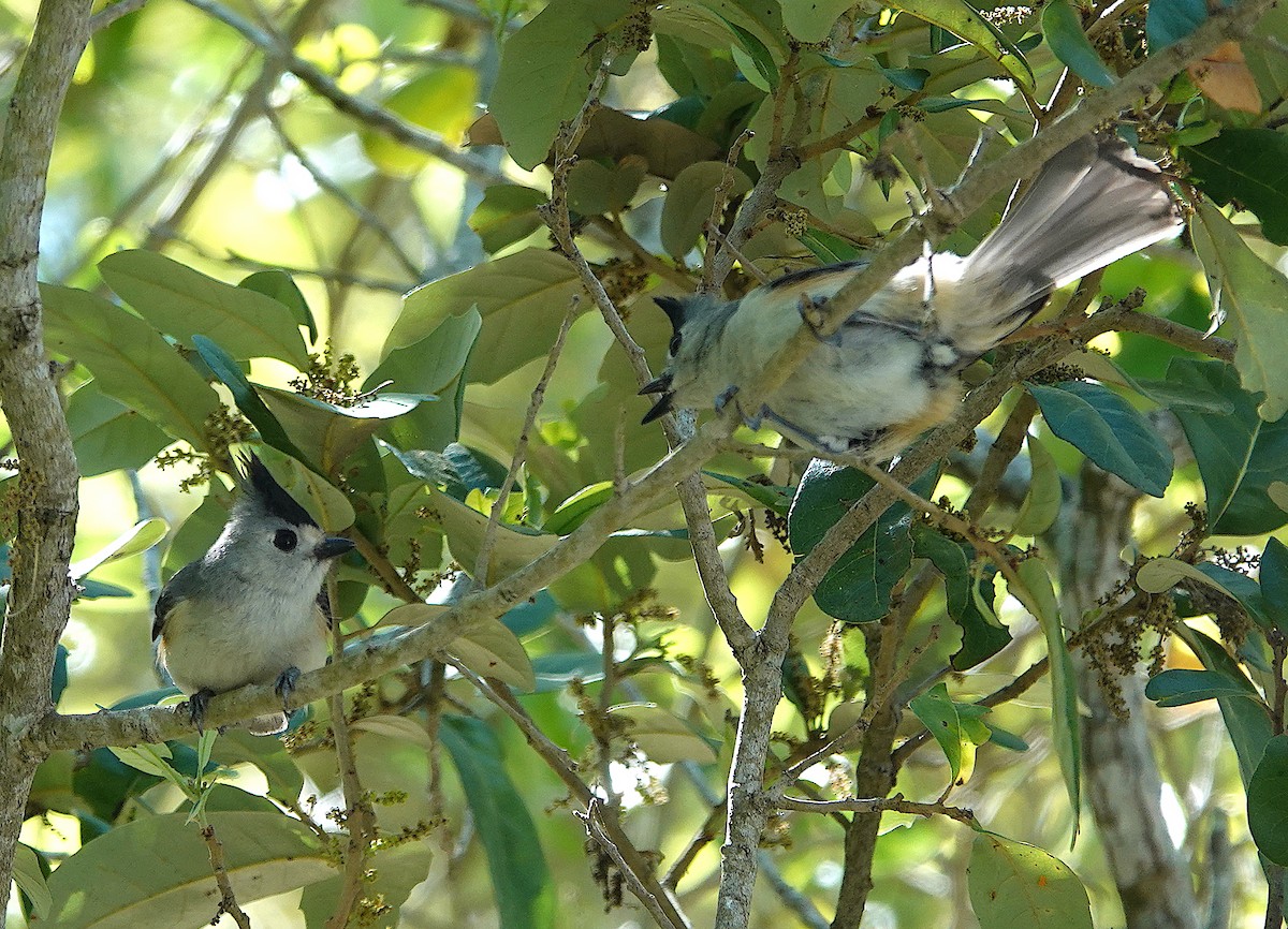 Black-crested Titmouse - ML620877358