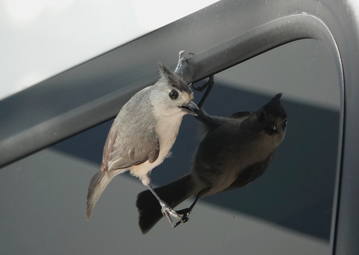 Black-crested Titmouse - ML620877360