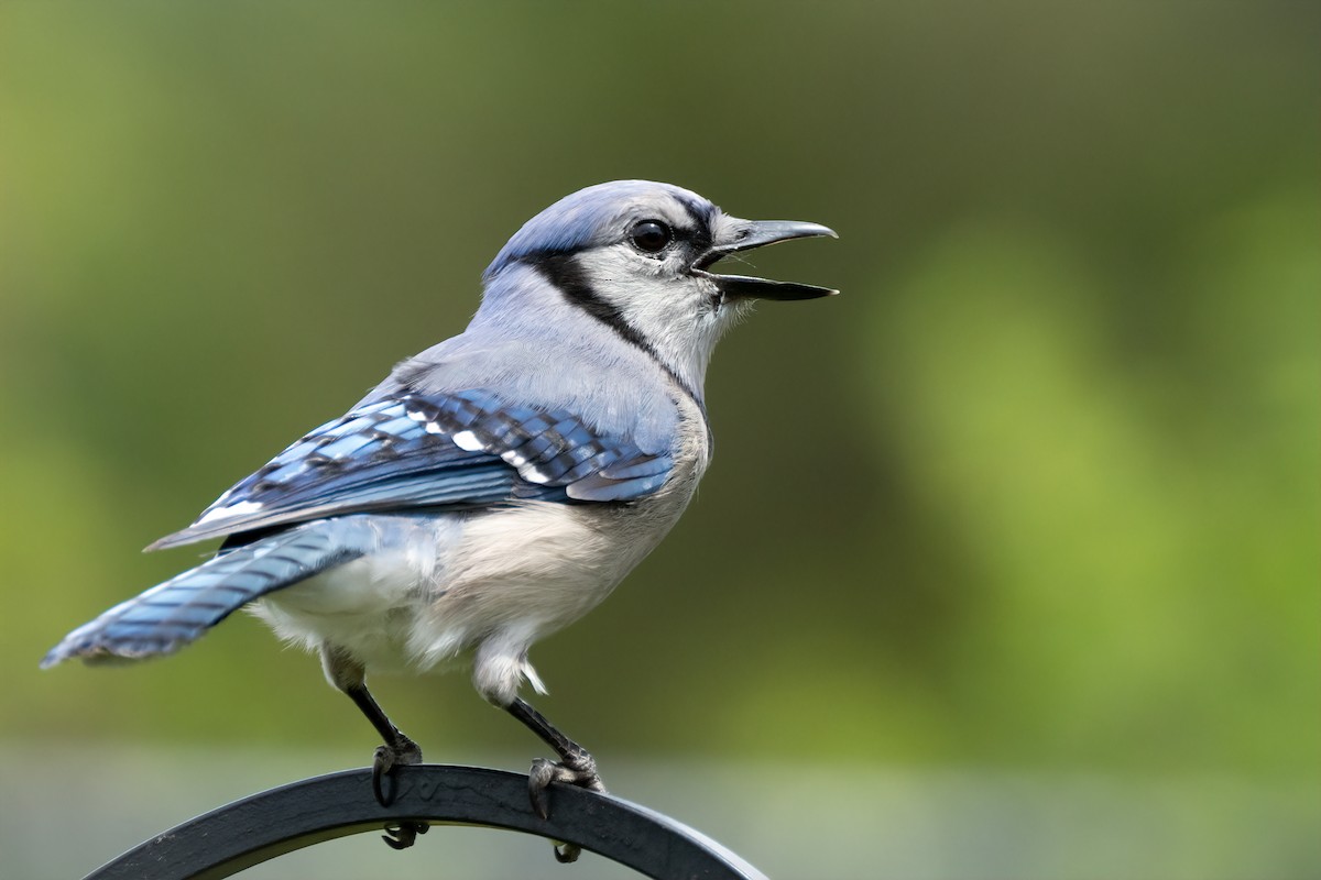 Blue Jay - ML620877362