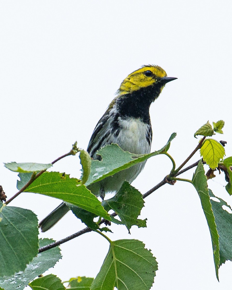 Black-throated Green Warbler - ML620877364