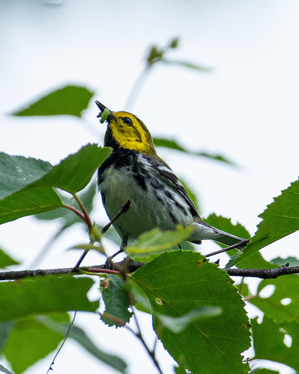 Black-throated Green Warbler - ML620877365