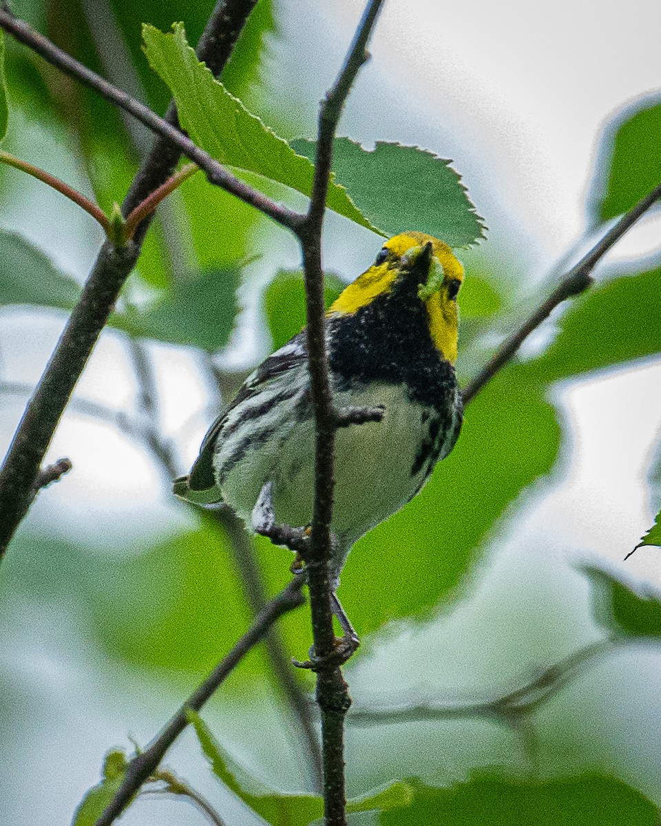 Black-throated Green Warbler - ML620877366