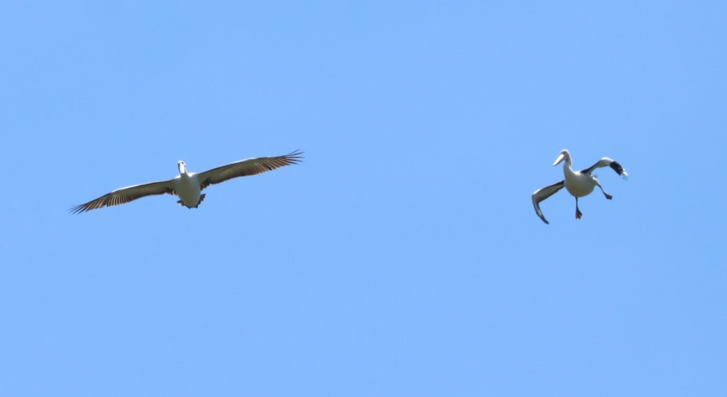 Australian Pelican - ML620877367