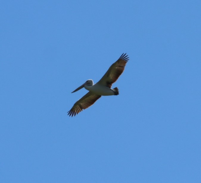 Australian Pelican - ML620877368