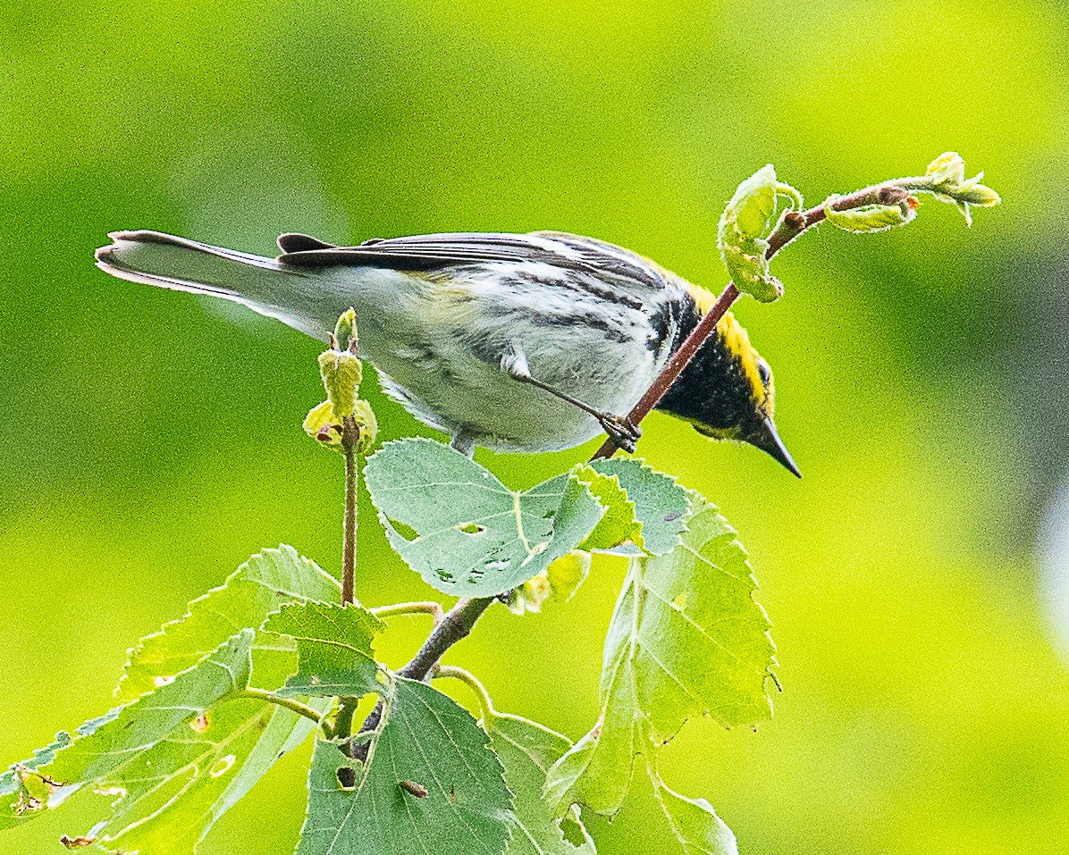Black-throated Green Warbler - Martin Tremblay