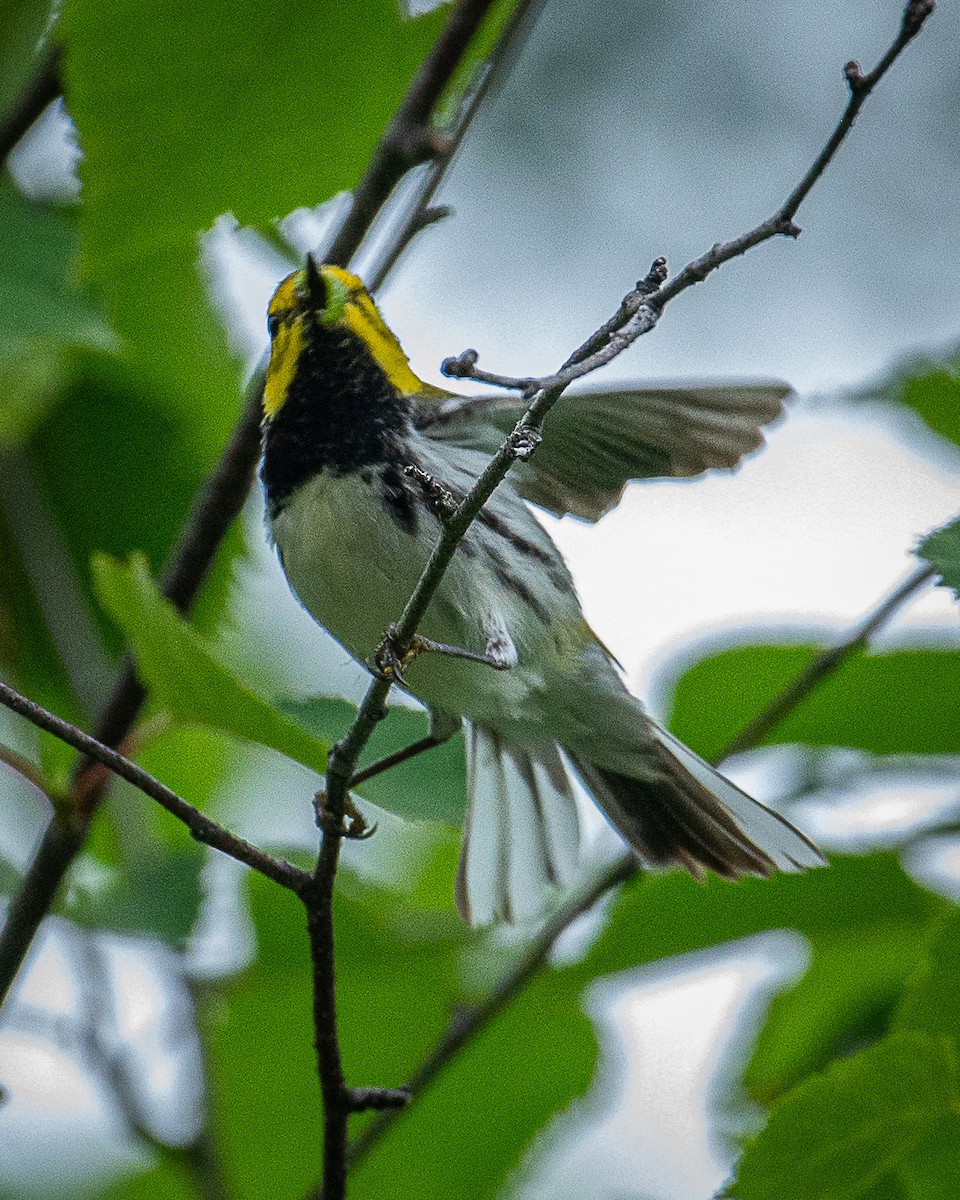 Black-throated Green Warbler - ML620877370