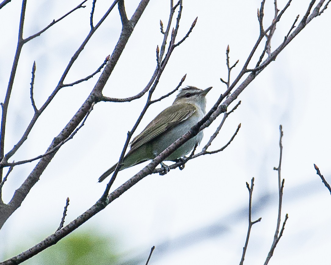 Kızıl Gözlü Vireo - ML620877371