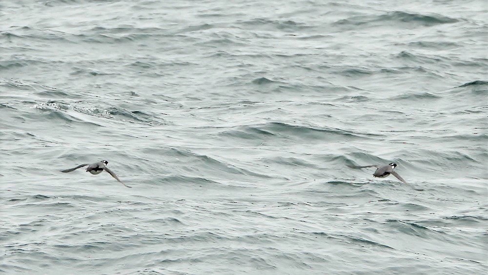 Ancient Murrelet - ML620877374