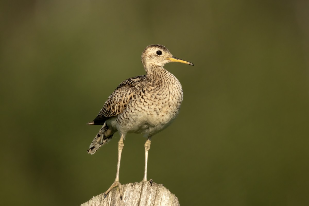 Upland Sandpiper - ML620877377