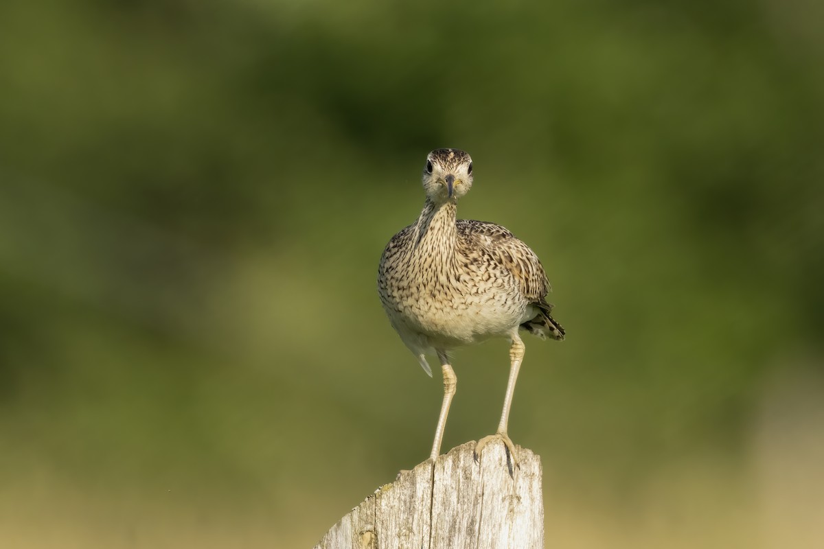 Upland Sandpiper - ML620877378