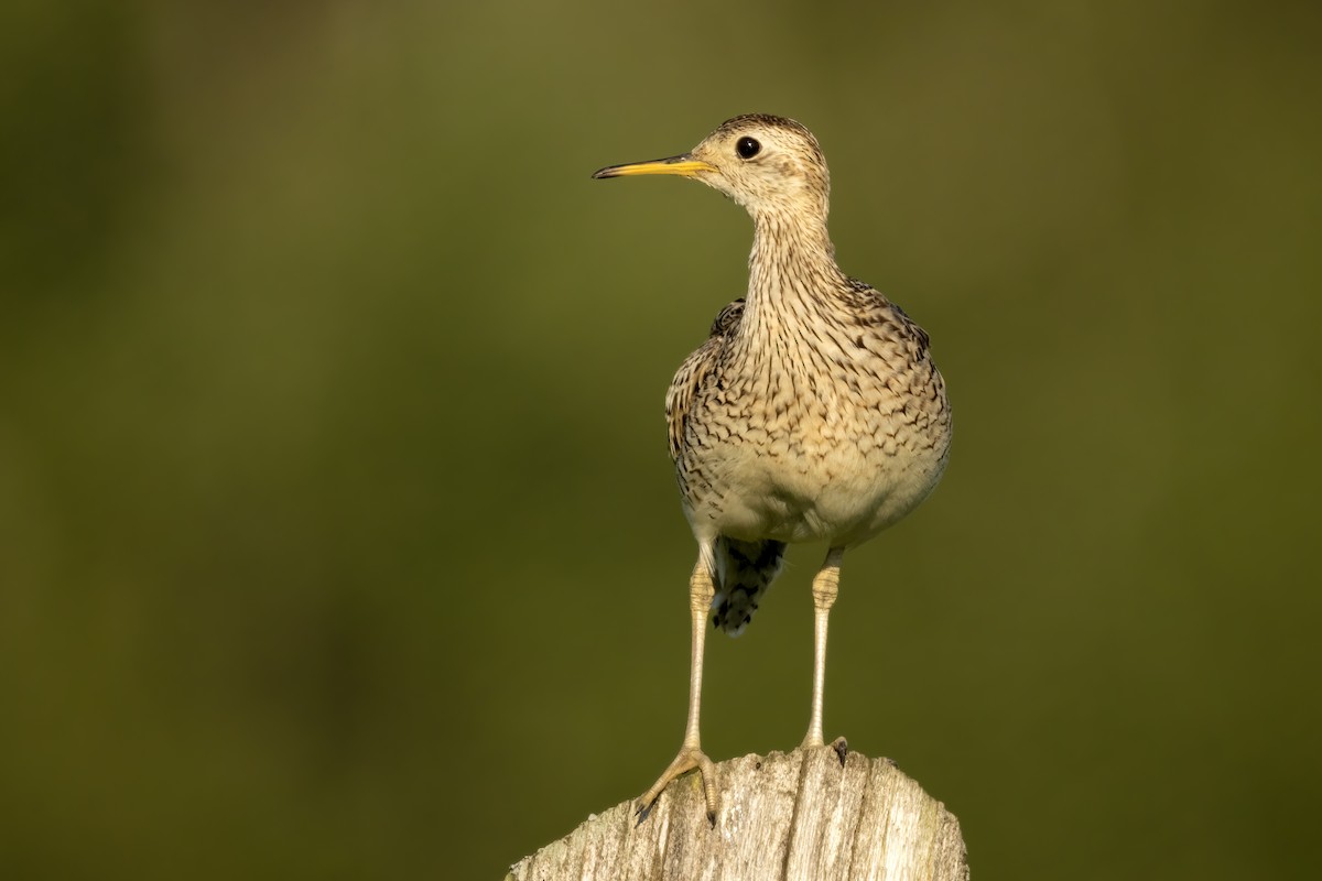 Upland Sandpiper - ML620877379