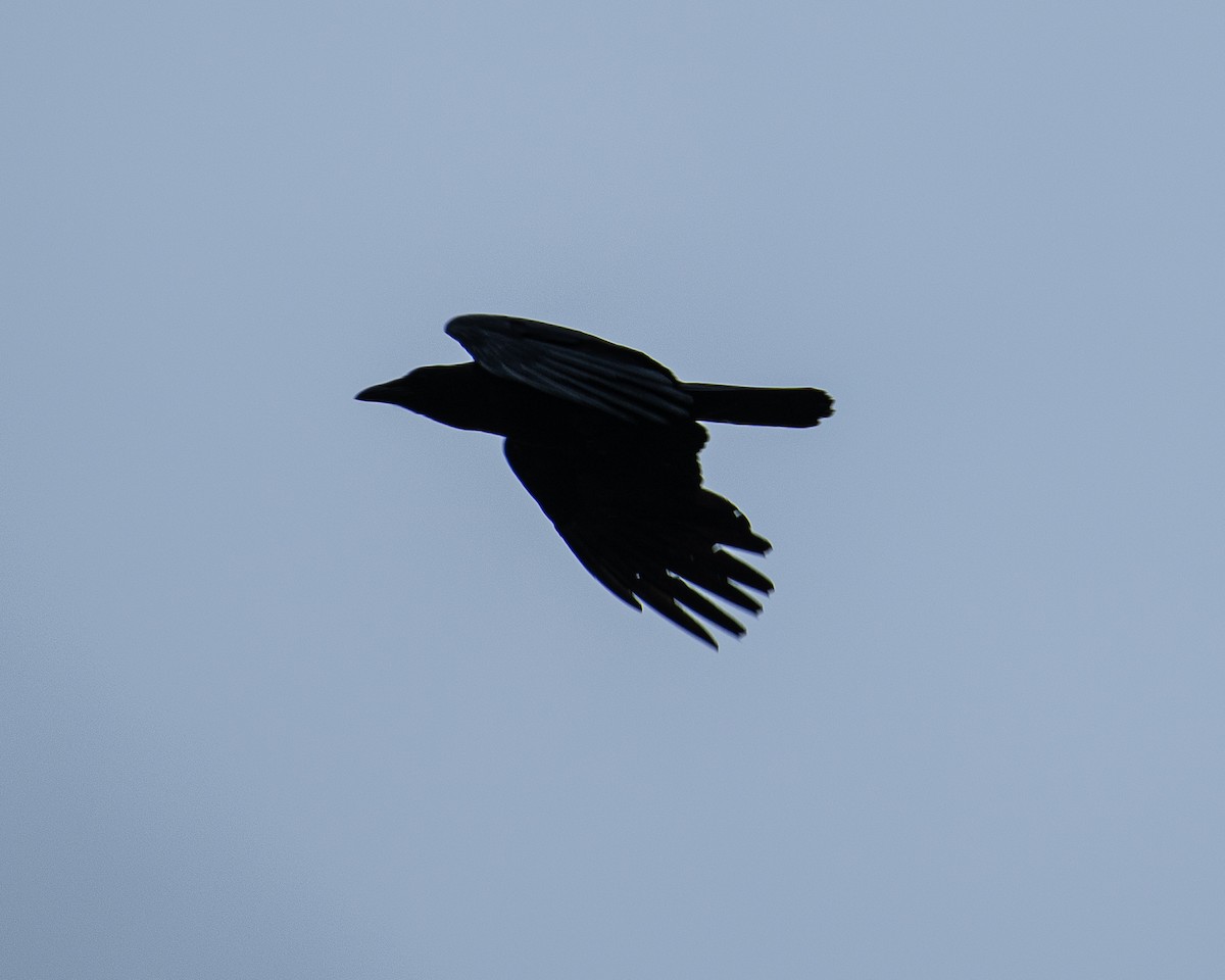 American Crow - ML620877381