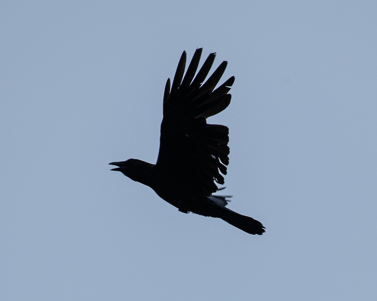 American Crow - ML620877382