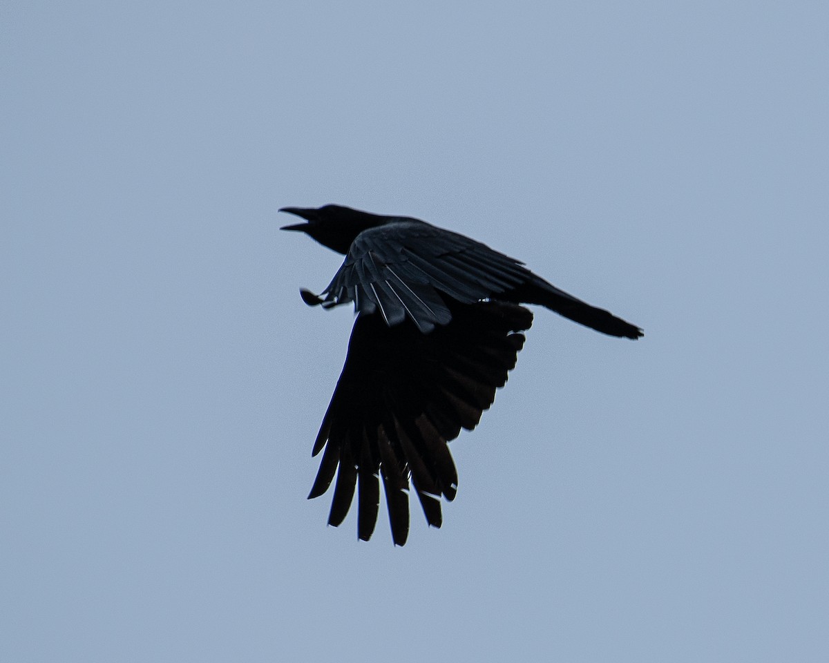 American Crow - ML620877383