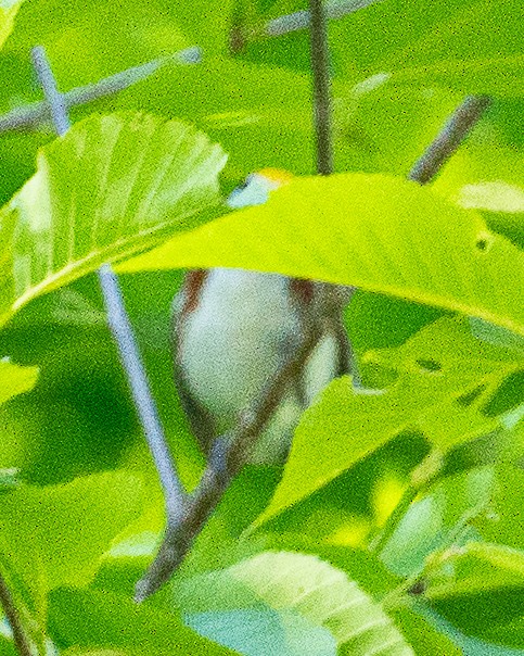 Chestnut-sided Warbler - ML620877385