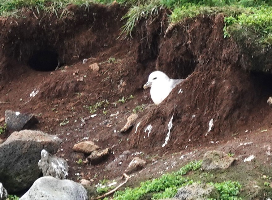 Fulmar boréal - ML620877390